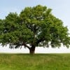 Practice Your Ethical Beliefs with a Green Funeral