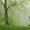 Burial or Cremation? Making the Difficult Decisions