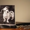 Pet Cremation Facts