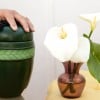 Cremation Urn Alternatives