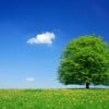 Cremation as a “Green” Alternative