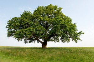 Practice Your Ethical Beliefs with a Green Funeral