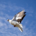 Funerals and Dove Release Memorials