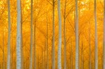 Green Funeral Planning: Carbon Neutral Cremation