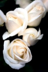 Funeral Planning How-To: Getting Ready to Send Sympathy Flowers