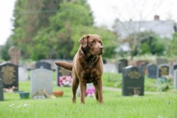 Human Burial in a Pet Cemetery