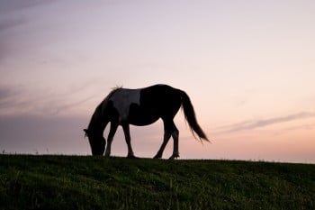 Pet Burial for Large Animals