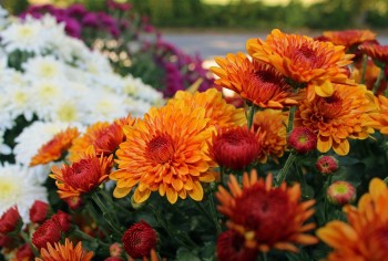 Cemetery Decorations for Fall