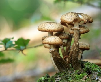 Funeral Planning for the Future: The Mushroom Death Suit