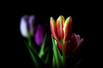 Planning a Funeral After an Autopsy
