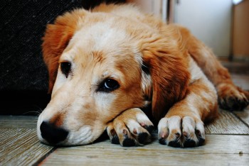 Ways to Grieve Pets