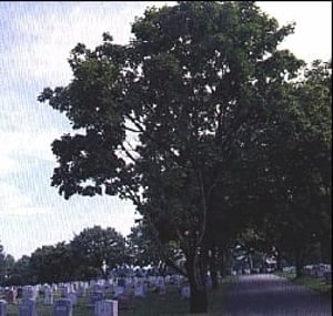 Exterior shot of All Faiths Cemetery & Crmtry