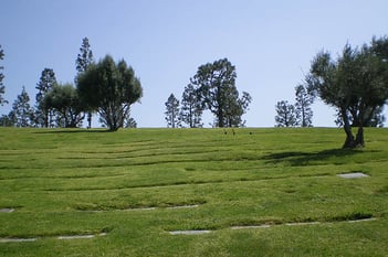 Beautiful lawn at Mount Sinai Hollywood Hills