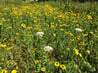 the meadow with black-eyed Susan's and Queen Anne's lace in bloom