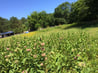 milkweed to attract monarch butterflies